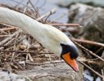 Beautiful Isolated Photo Of A Mute Swan In The Nest Stock Photo