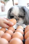 The Dog Watching Egg Stock Photo