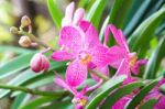 Pink Mokara Hybrids Orchid In Garden Stock Photo