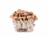 Shimeji Mushroom Isolated Stock Photo