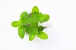 Mint In Porcelain Mortar And Pestle  On White Stock Photo