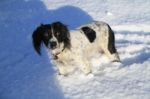 Dog In The Snow Stock Photo