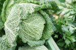 Cabbage On A Maket Stall In Friedrichsdorf Stock Photo