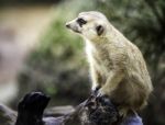 Portrait Of Meerkat Stock Photo