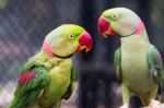 Pair Of Alexandrine Parakeet Close Up Stock Photo