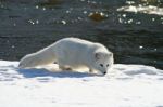 Arctic Fox In The Snow Near A River Stock Photo