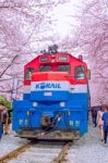 Jinhae,korea - April 4 : Jinhae Gunhangje Festival Is The Largest Cherry Blossom Festival In Korea.tourists Taking Photos Of The Beautiful Scenery Around Jinhae,korea On April 4,2015 Stock Photo