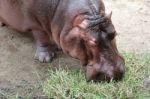 Hippo Eating Fresh Green Grass Stock Photo