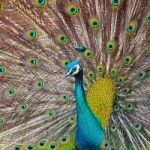 Green Peafowl Stock Photo