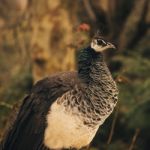 Beautiful Colourful Peacock Outdoors In The Daytime Stock Photo