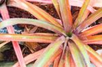 Colorful Blooming Bromeliad Plants Stock Photo