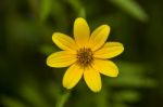 Bearded Beggartick (bidens Aristosa) Stock Photo