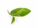 Green Tea Leaf Isolated On White Background Stock Photo