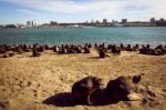 Sea Lions In The Port Of Mar Del Plata Stock Photo