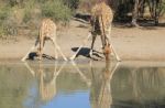 Giraffe - African Wildlife Background - Splits For Sips Stock Photo