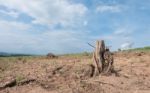 Tree Stump In Deforested Mountain Hill Stock Photo