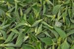 Nettle Tips Stock Photo