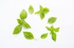 Basil Leaves On White. Copy Space Stock Photo