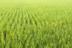 Rice Field Stock Photo