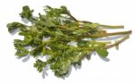 Purslane Stock Photo