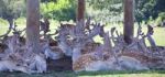 Photo Of A Group Of Cute Small Deer In A Shadow Stock Photo