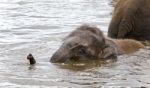 Isolated Image Of A Funny Young Elephant Swimming Stock Photo