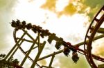 Roller Coaster Stock Photo