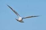 White Seagull In Flight Stock Photo