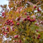 Autumnal Colours Of The Broad Leaved Cockspur Thorn In East Grin Stock Photo