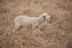 Lamb On The Farm Stock Photo