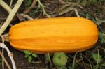 Pumpkin Harvesting Stock Photo