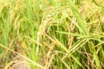 Ripe Rice Close Up Stock Photo