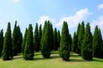 Pine Trees Stock Photo