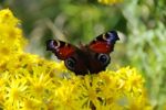 Peacock Butterfly Feeding Stock Photo