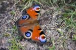 Peacock Butterfly (inachis Io) Resting Stock Photo