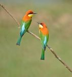 Chestnut-headed Bee-eater Stock Photo