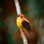 Black-backed Kingfisher Stock Photo