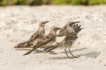 Galapagos Hood Mockingbird Stock Photo