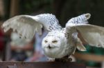 Snowy Owl (bubo Scandiacus) Taking Off Stock Photo