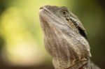 Water Dragon Outside During The Day.  Stock Photo