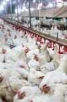 Sick Chicken Or Sad Chicken In Farm,epidemic, Bird Flu, Health Problems Stock Photo