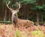 Large Red Stag Stock Photo