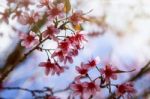 Flower Queen Tiger On A Background Of Blue Sky Stock Photo