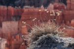 Flower Growing On The Edge Of Bryce Canyon Stock Photo