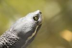 Close Up Of A Turtle Stock Photo