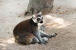 Brown Lemur On Ground Stock Photo