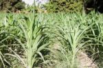 Green Field Of Corn Growing Up Stock Photo