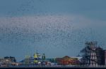 Brighton, East Sussex/uk - January 26 : Starlings Over The Pier Stock Photo