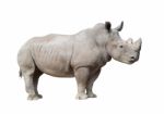 White Rhinoceros Isolated Stock Photo