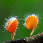 Fungi Cup Stock Photo